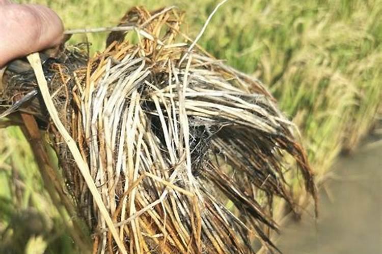 海藻鱼蛋白水溶肥料作用