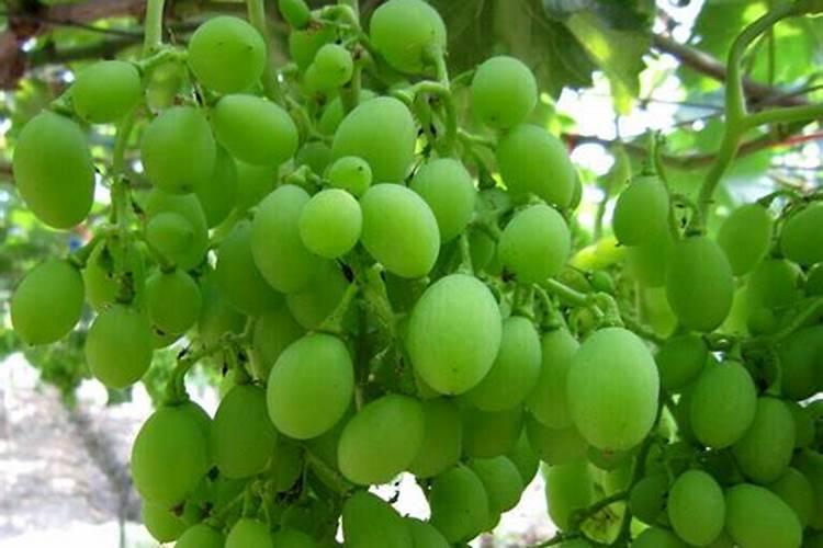 葡萄膨大期施肥诀窍 注意事项有哪些