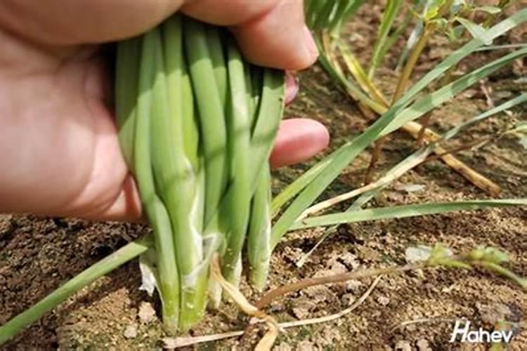 韭菜施什么肥料长得快