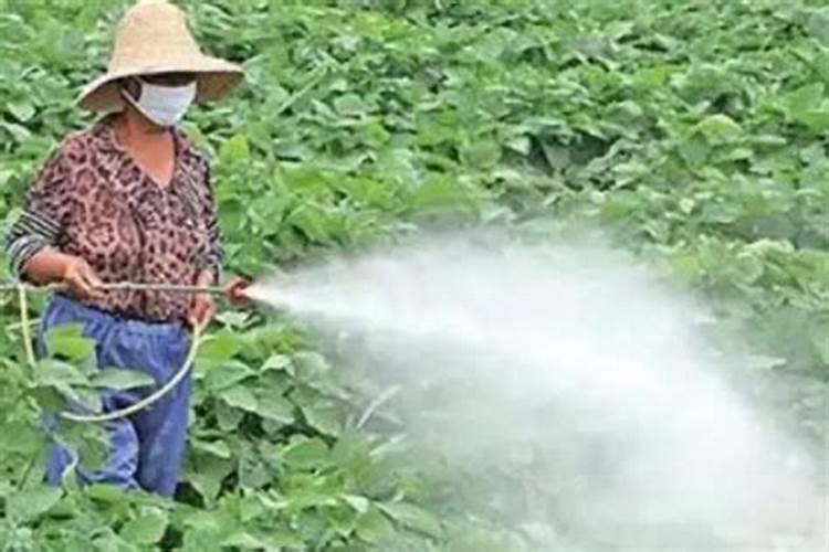 过磷酸钙进行氨化处理有何好处？其氨化的比例以多少为宜？