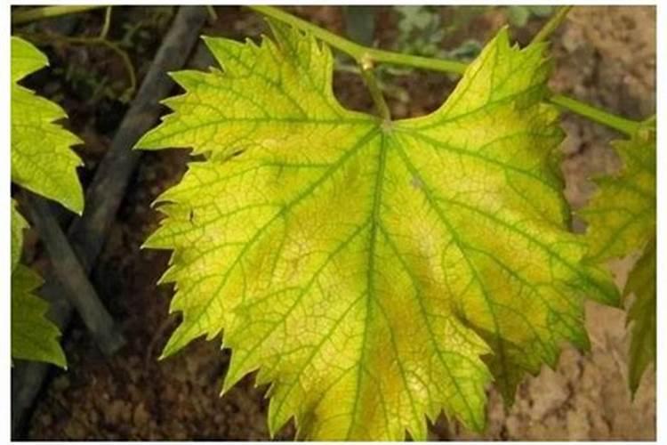 碧护大量元素水溶肥价格