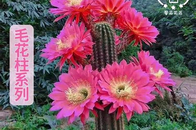 辣椒施肥用什么化肥好 什么时候施肥效果好