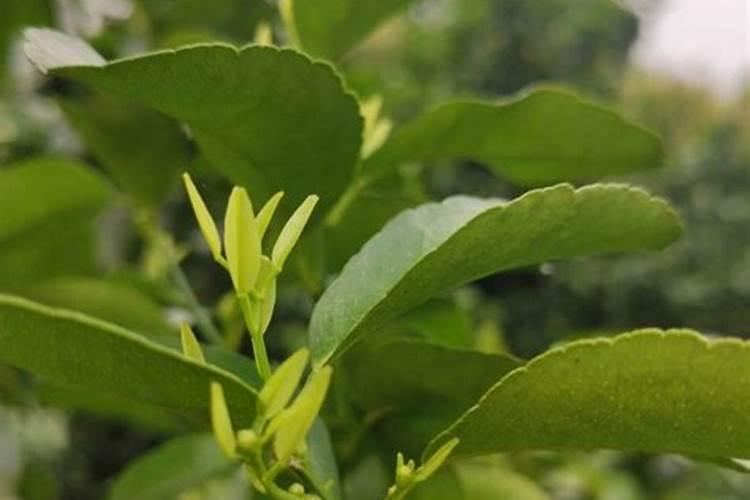 在进行叶面喷肥时应注意哪些事项？