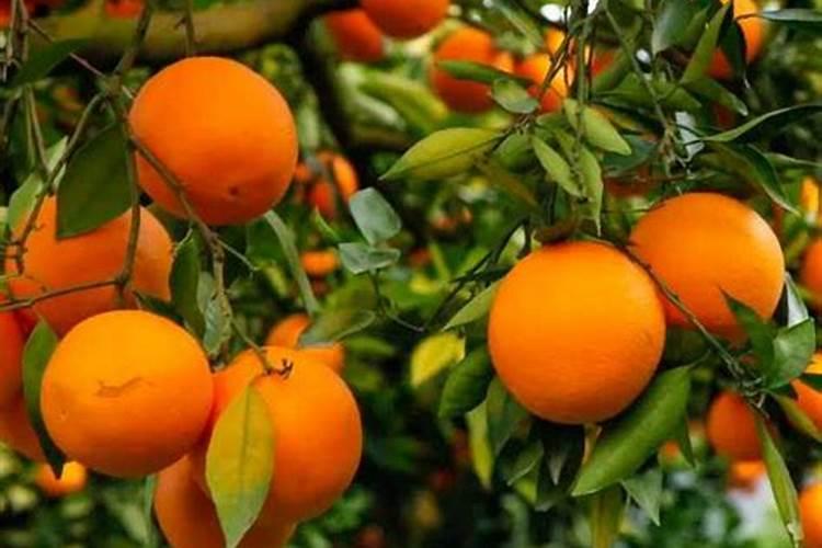 柑橘7月份施什么肥