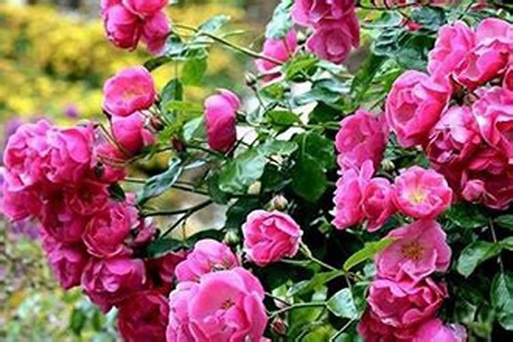 西红柿浇水的正确方法