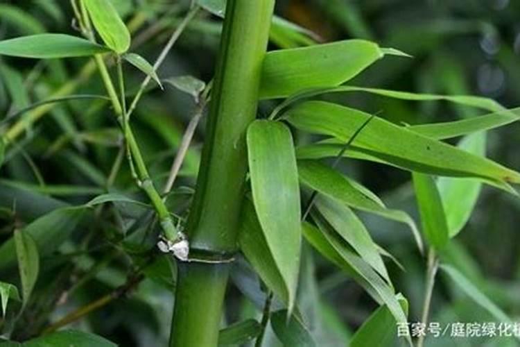 燕麦育种方法