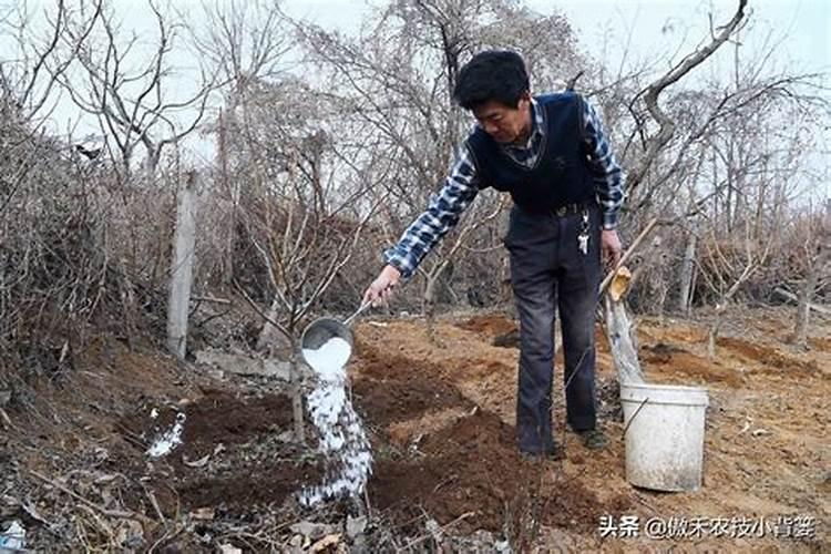 花生用什么肥料