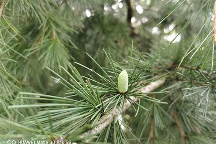 多效唑在大樱桃树使用方法和时间