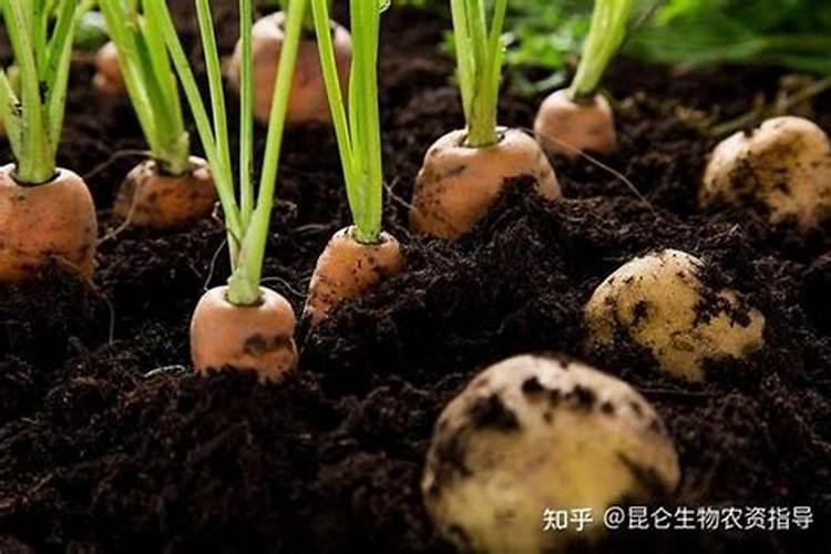 胡萝卜施什么肥