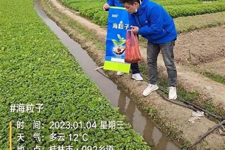 黄腐酸钾的作用和效果有哪些？