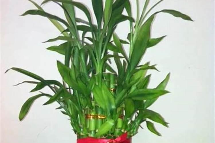 水养富贵竹施什么肥