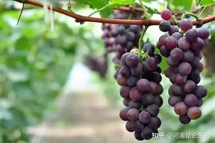 葡萄挂果后施什么肥
