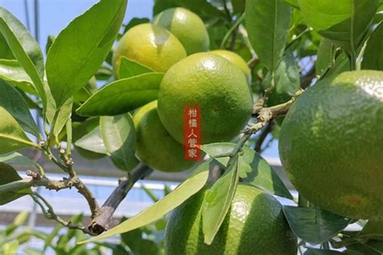 微量元素水溶肥多久用一次 微量元素水溶肥料的适用作物和使用方法