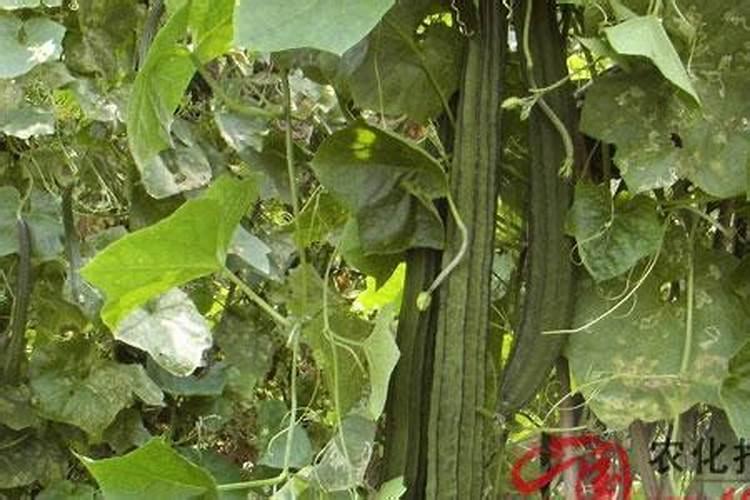 为什么钙镁磷肥育苗会产生肥害