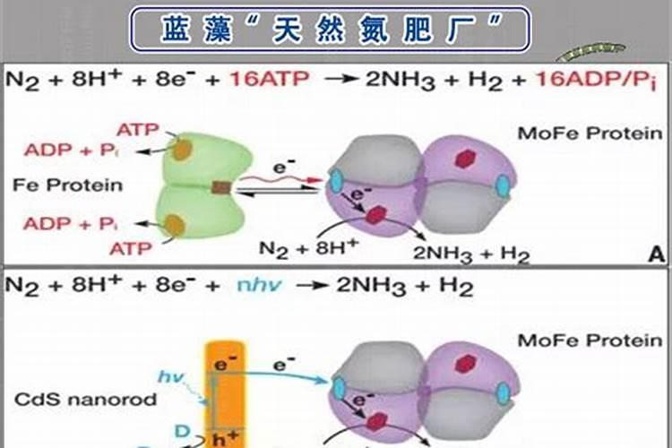 射干种植技术与栽培管理