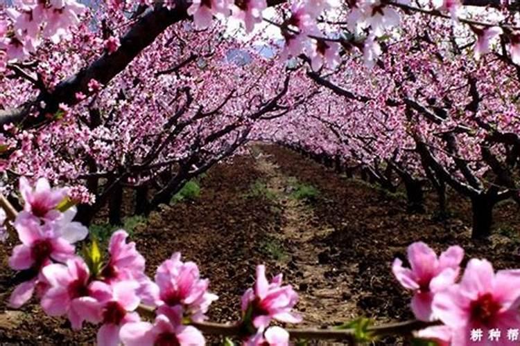 芸苔素的基本信息