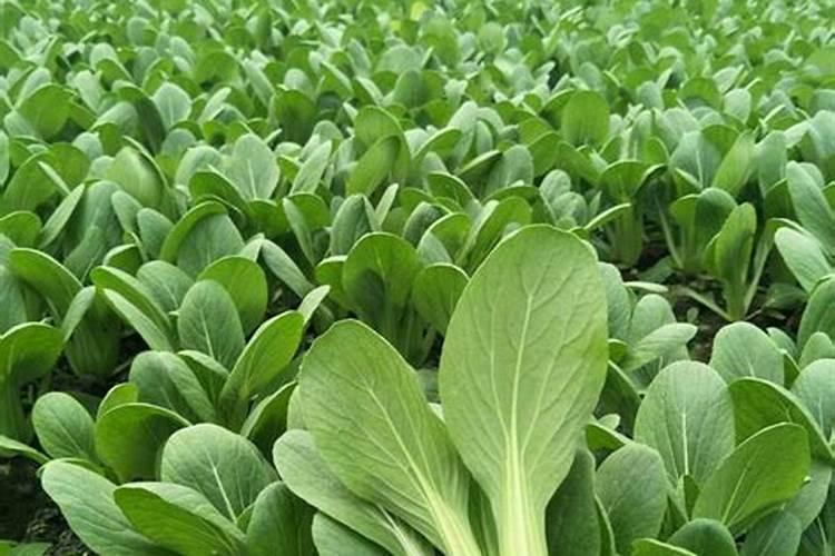 温室大棚蔬菜种植,如何施底肥？