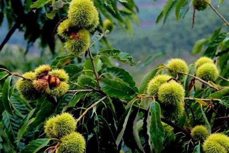 板栗树夏天落叶子怎么回事？