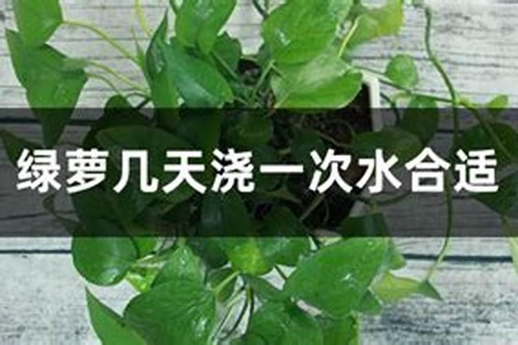 平安树多久浇一次水