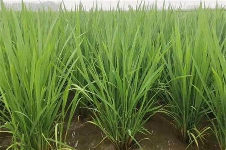 水稻在7月几号追穗肥,一亩地用肥多少斤？用什么肥料好