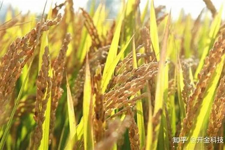 安吉白茶的特点