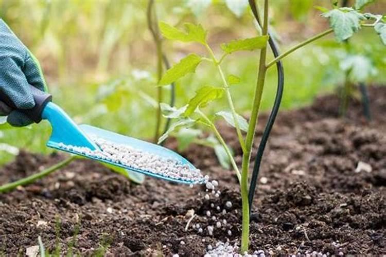 甘蔗多久施一次肥(施肥时间和方法)