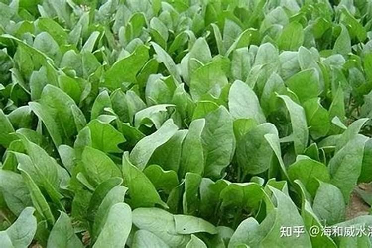 扦插的植物生根后,是否需要施肥？
