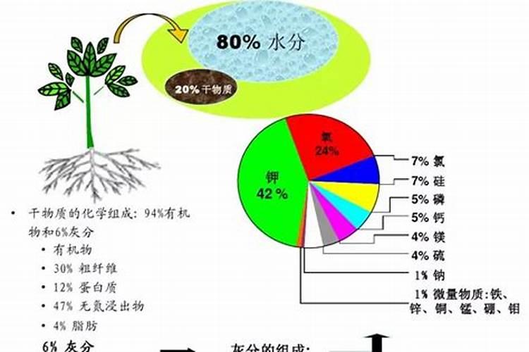 以色列进口水溶肥有哪些品牌,巴格尔水溶肥怎么样？