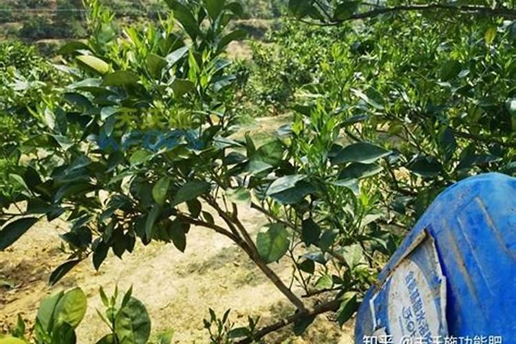 油茶茶壳做肥料的好处 油茶茶壳做肥料