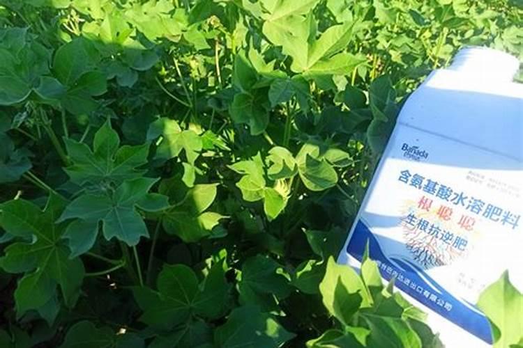 草莓高钾肥和生根肥能一起用吗有毒吗