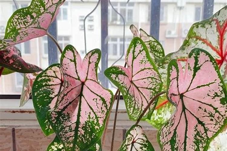 绿叶菜栽培中如何使用叶面肥？