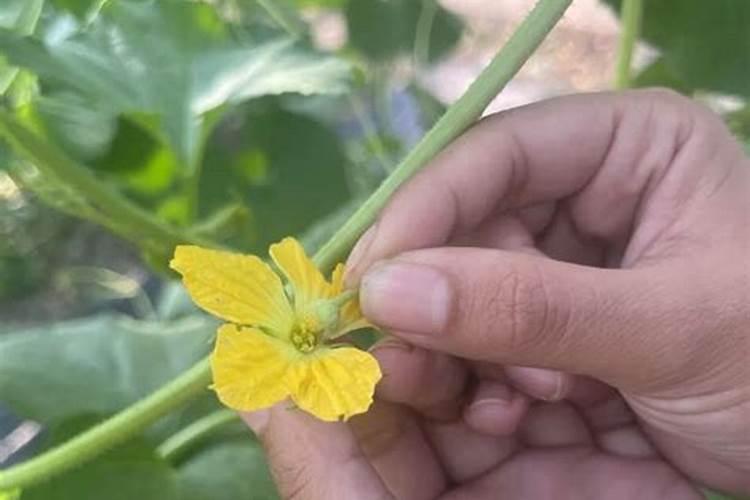 妃子笑荔枝药物疏花最新技术