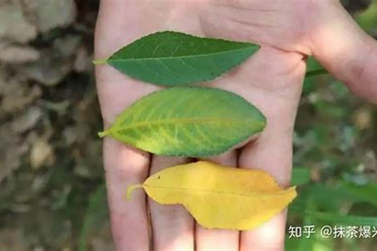植物缺钙怎么解决？什么钙肥补充效果更好？