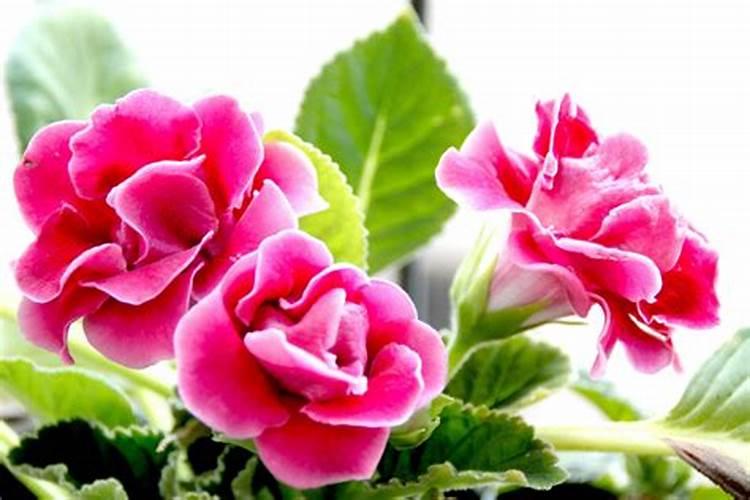 矿源黄腐酸钾什么时候用效果好？芒果使用黑金晶促产增收怎么用百度知 ...