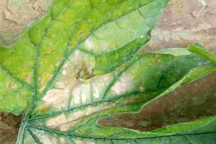 大棚番茄开花结果期,都有哪些注意事项？