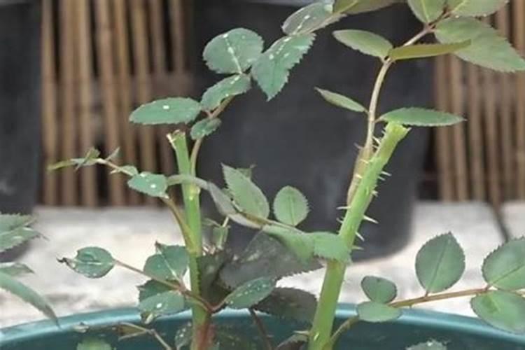 月季花可以用磷酸二氢钾肥吗(盆栽月季施什么肥最好)