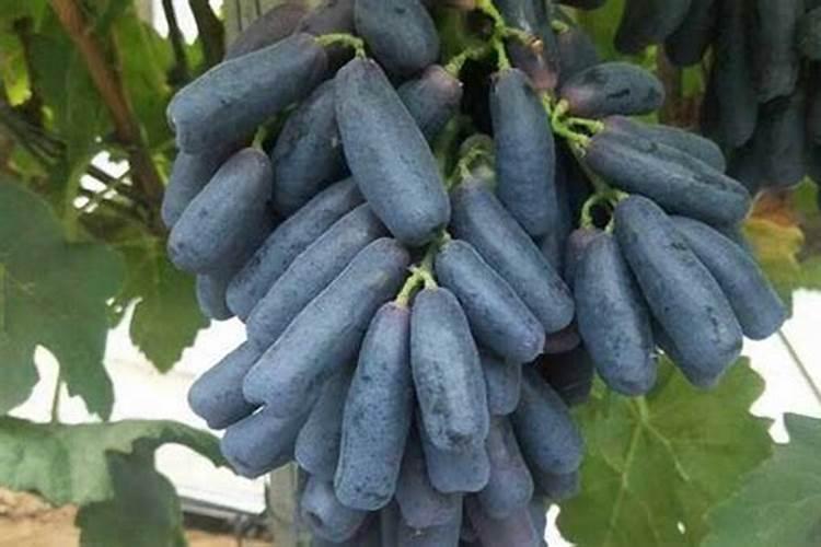 蓝宝石葡萄转色期施肥方法