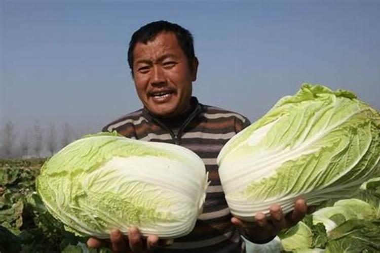 栀子花用什么肥料最好