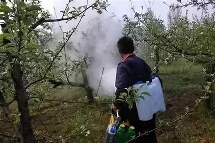 多肉植物用什么肥料好