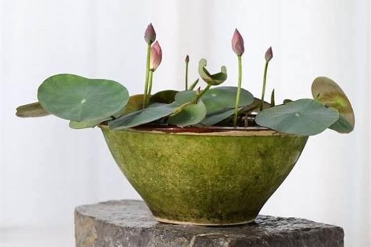 怎么辨别真假水溶肥