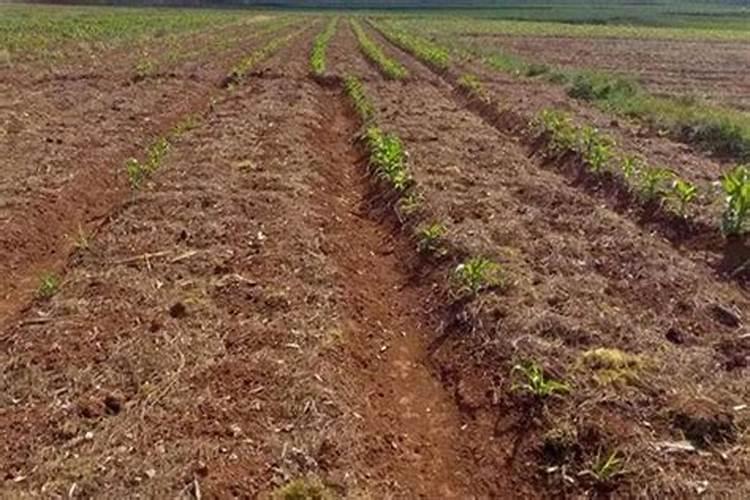 什么是磷肥 磷肥是什么