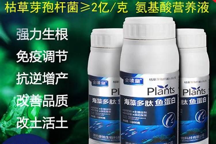 南瓜长花苞时追什么肥料好