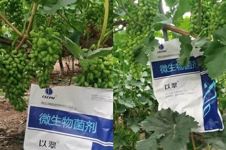 葡萄谢花后施什么肥好