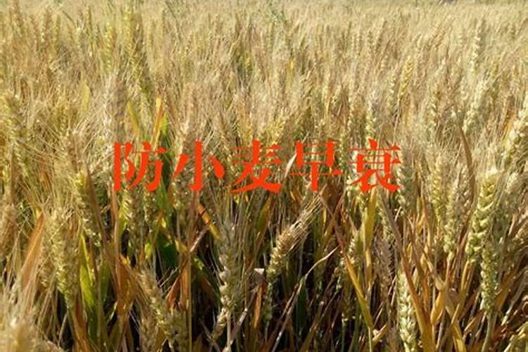 哪些植物需要钾肥