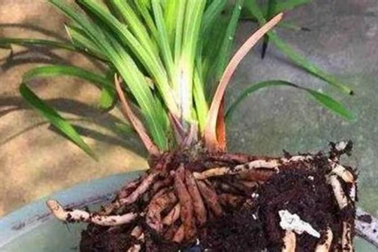 有没有适合大荔县种的五月低熟的毛挑新品种