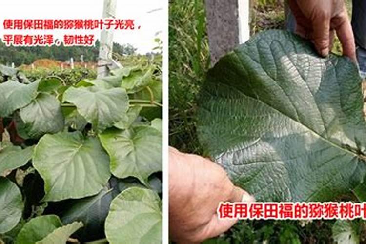 氯化胆碱的控旺作用,副作用是什么