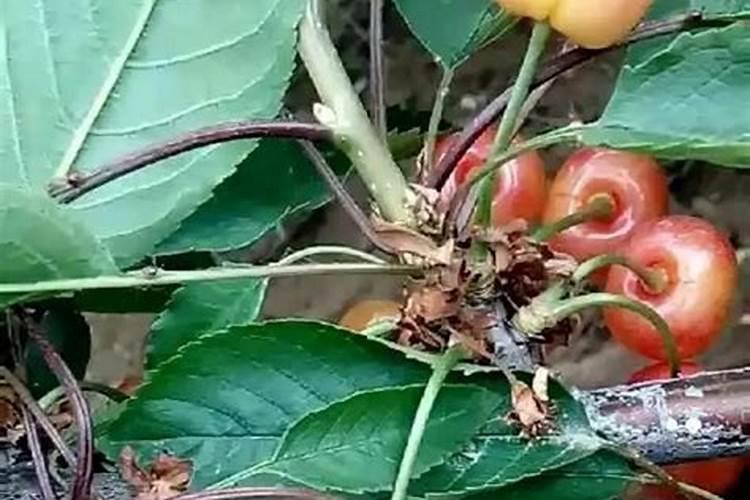 [油菜缺硼的症状、原因及防治对策] 油菜缺硼症状