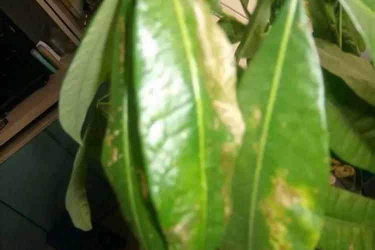 橡皮树怎么养护冬天叶片更浓绿