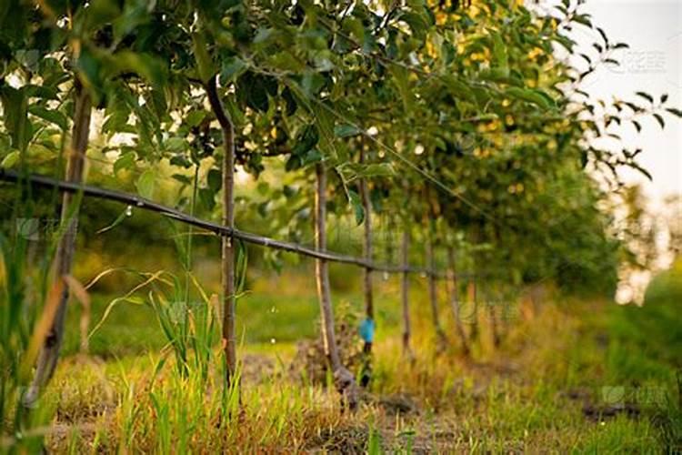 君子兰怎么施肥