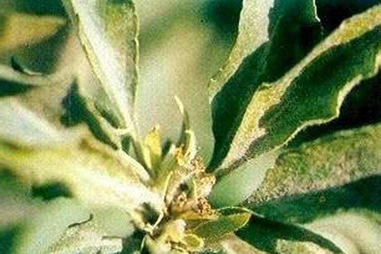 苹果树小叶病如何治愈？